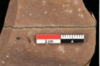 Foto (Detailansicht) von Poacites ? sp. (NHMW-GEO-2024-0188-0384)